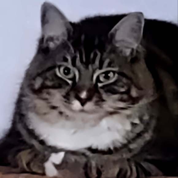 Meet your Posher, Laura - Picture 1 of 1